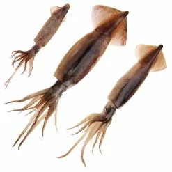 Baitmasters Of South Florida Baitmasters Squid Cases